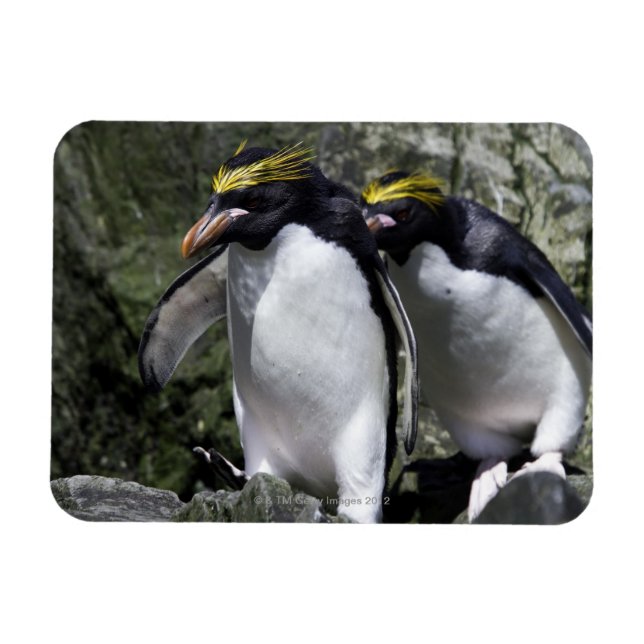 Macaroni Penguins, Sydgeorgien Magnet (Horisontell)