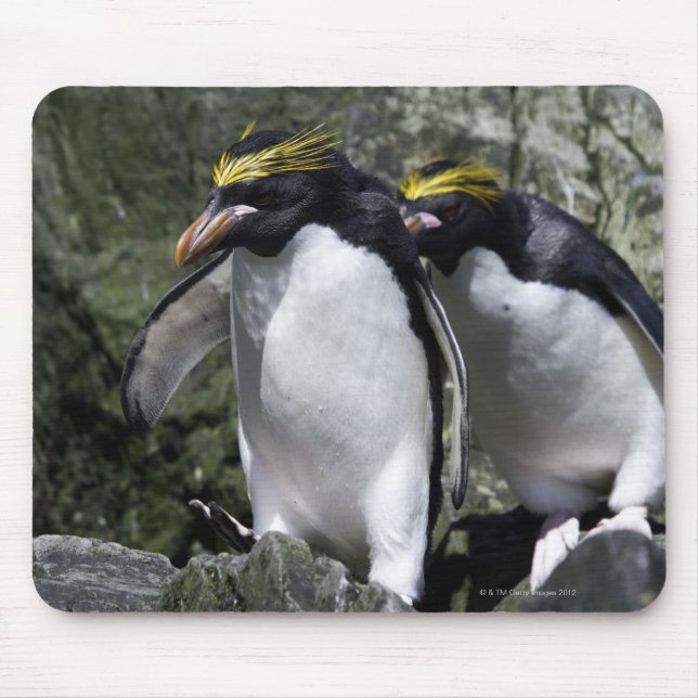 Macaroni Penguins, Sydgeorgien Musmatta (Framsidan)