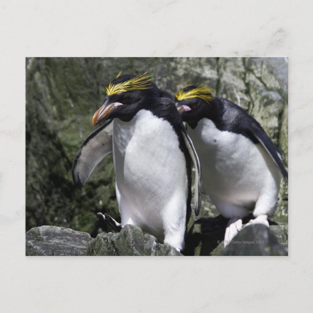 Macaroni Penguins, Sydgeorgien Vykort (Framsida)