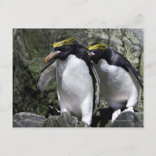 Macaroni Penguins, Sydgeorgien Vykort