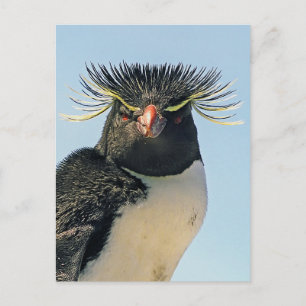 Macaroni penguins vykort
