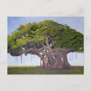 MacArthurs Banyan Vykort