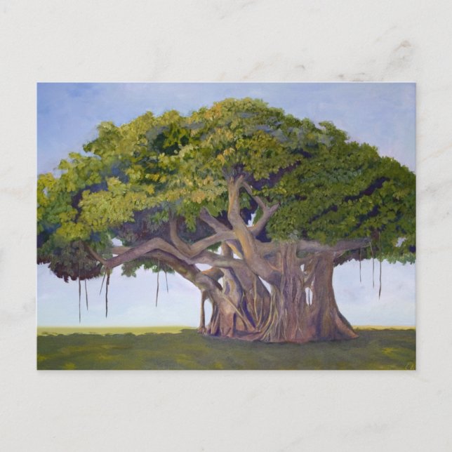 MacArthurs Banyan Vykort (Framsida)