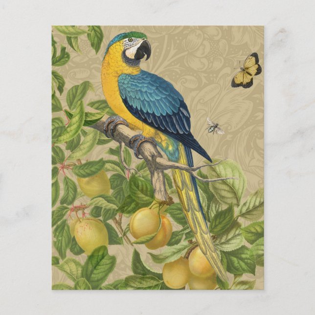 Macaw Blue Gult Tropical Jungle Antique (Framsida)