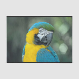 Macaw Blue och Gult Photo