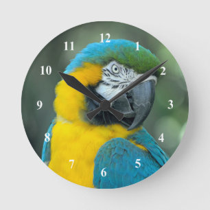 Macaw Blue och Gult Photo Rund Klocka