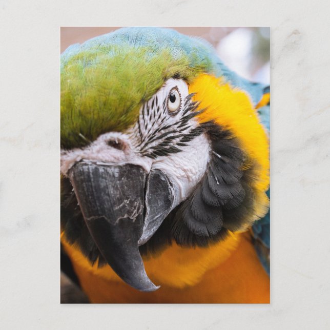 Macaw Close-Up-vykort Vykort (Framsida)