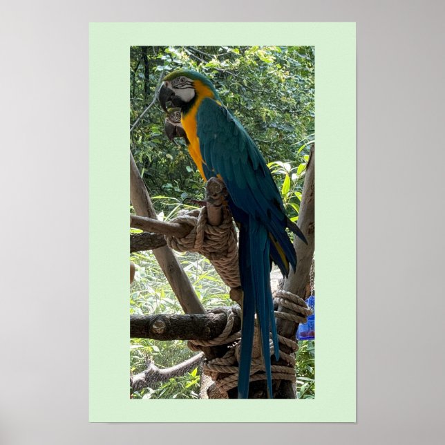 Macaw Fågel Fotoposter  Poster (Framsidan)