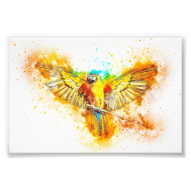 Macaw Fototryck (Framsidan)