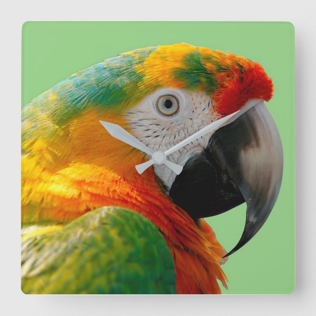 Macaw Fyrkantig Klocka (Framsida)