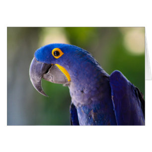 Macaw Hälsningskort