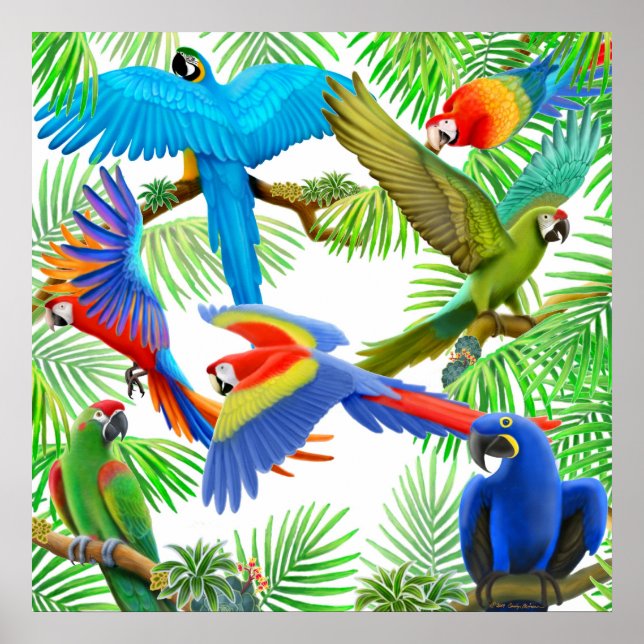 Macaw Jungle Poster (Framsidan)