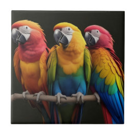 Macaw Kakelplatta