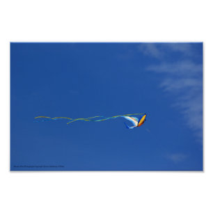 Macaw Kite Fototryck