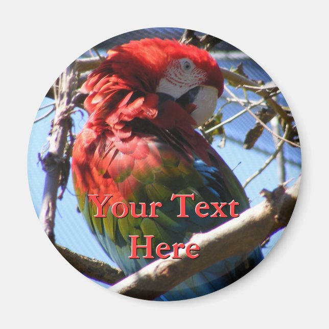 Macaw Magnet (Framsidan)