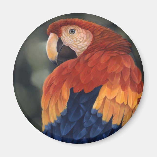 Macaw Magnet (Framsidan)