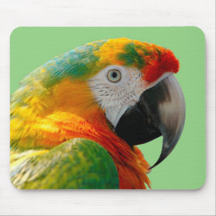 Macaw Musmatta