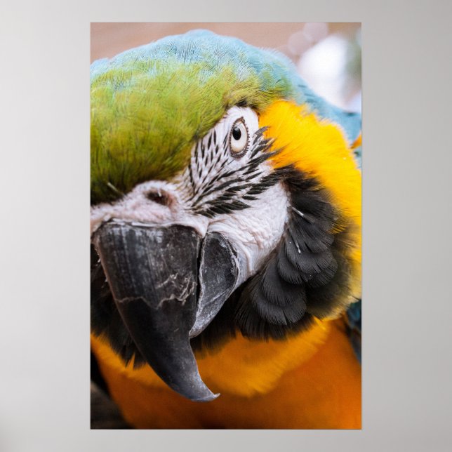 Macaw närbild affisch (Framsidan)