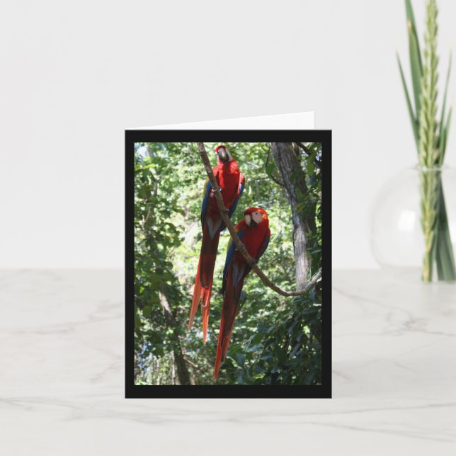 Macaw Notecard Kort (Framsida)