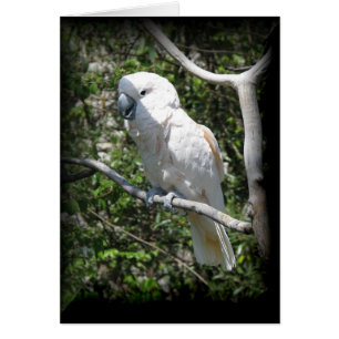 Macaw OBS Kort