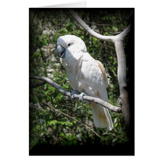 Macaw OBS Kort (Framsidan)