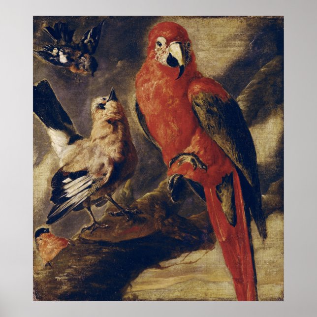 Macaw och Bullfinch Poster (Framsidan)