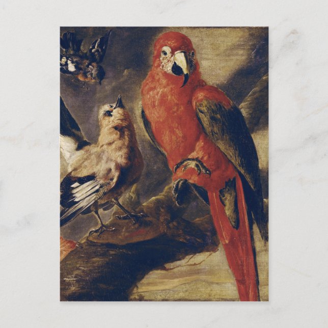 Macaw och Bullfinch Vykort (Framsida)