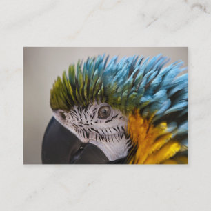 Macaw Parrot - Affärskort Visitkort