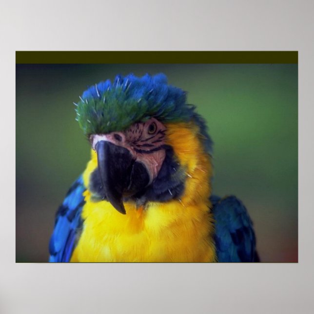 Macaw Parrot Bird Wall Poster Mural (Framsidan)