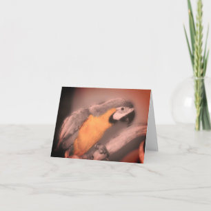 Macaw Parrot Black White Partial Färg Note Card Tack Kort