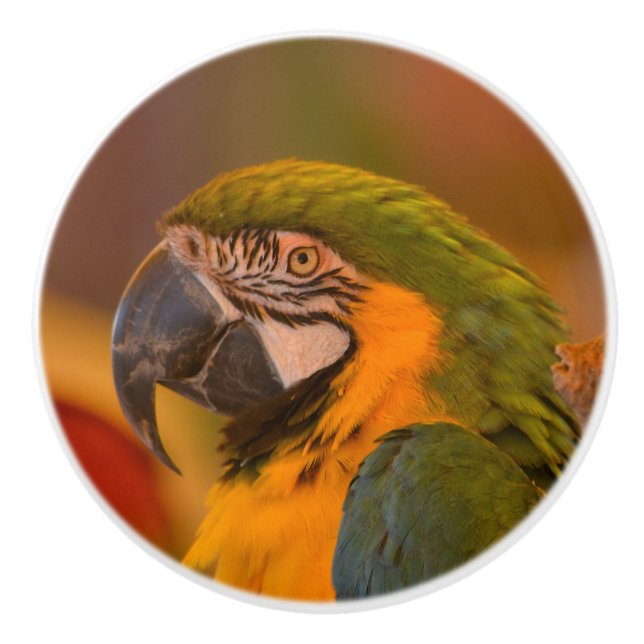 Macaw Parrot Ceramic Knob Knopp (Framsidan)