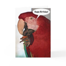 Macaw Parrot Grattis på födelsedagen Card