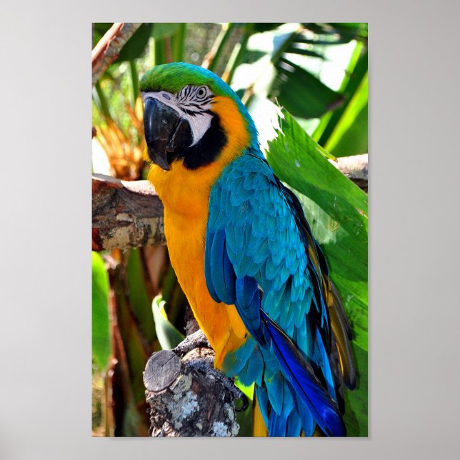 Macaw Parrot Gult och Blue Bird Poster (Framsidan)
