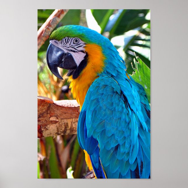 Macaw Parrot Gult och Blue Bird Poster (Framsidan)