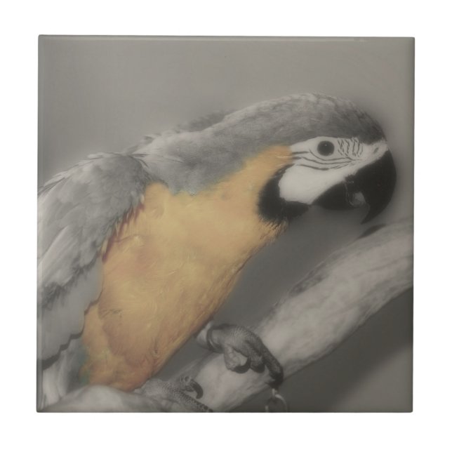 Macaw Parrot i Black och White Bird Kakelplatta (Framsidan)