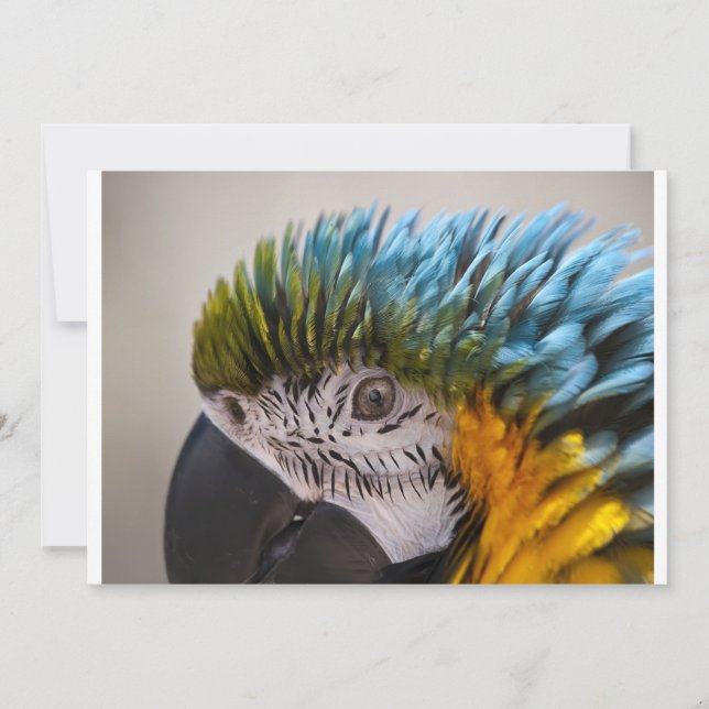 Macaw Parrot - inbjudan (Framsida)