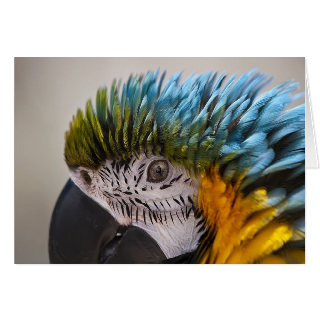 Macaw Parrot - kort (Framsidan Horizontal)