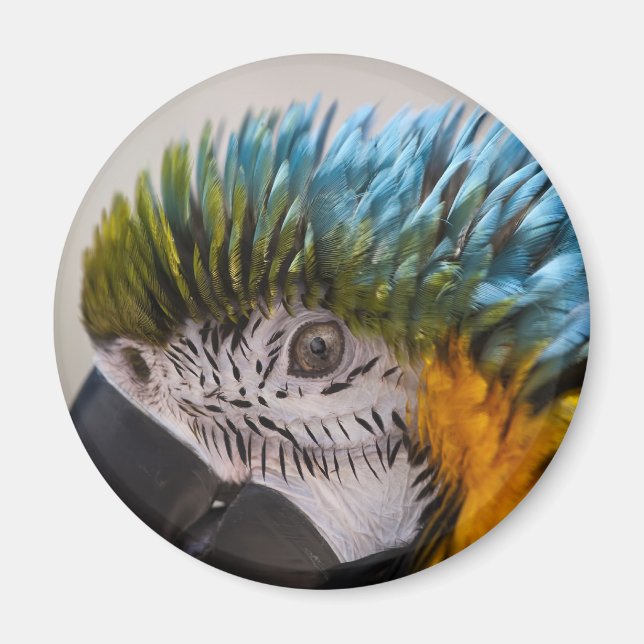 Macaw Parrot - Magnet (Framsidan)