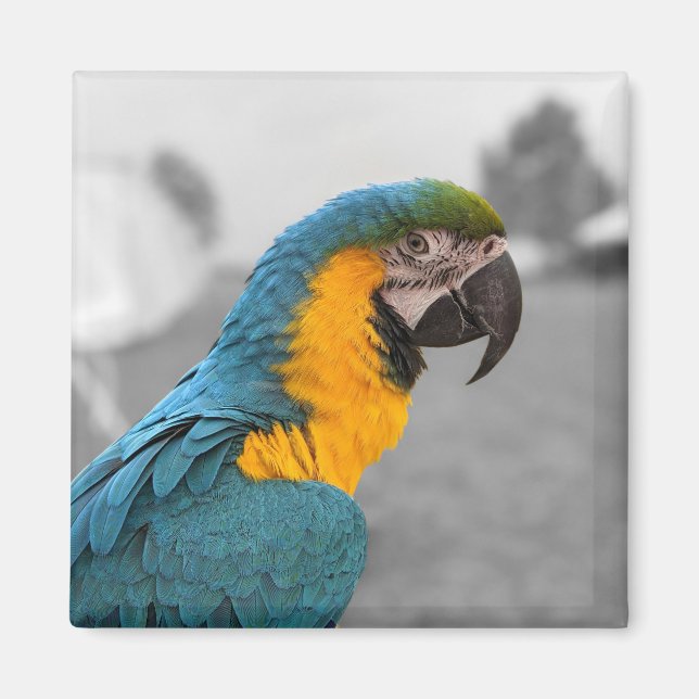 Macaw Parrot Magnet (Framsidan)