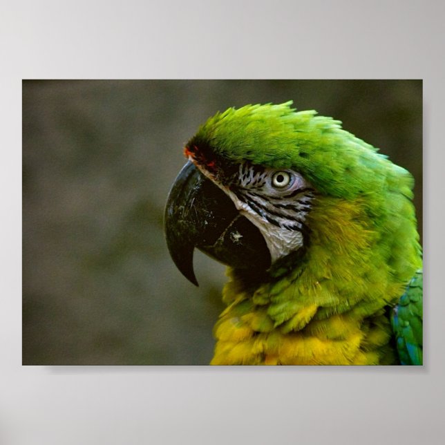 Macaw Parrot Photo Poster (Framsidan)