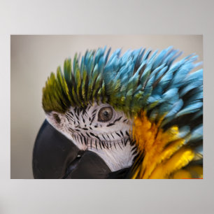 Macaw Parrot Porträtt - Utskrift av finkonst Poster