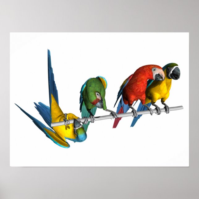 Macaw Parrot Poster (Framsidan)