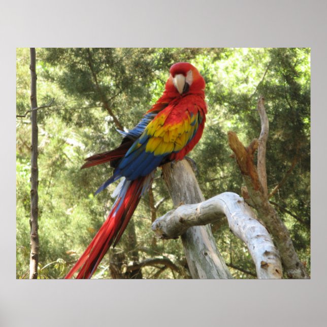 Macaw Parrot Poster (Framsidan)