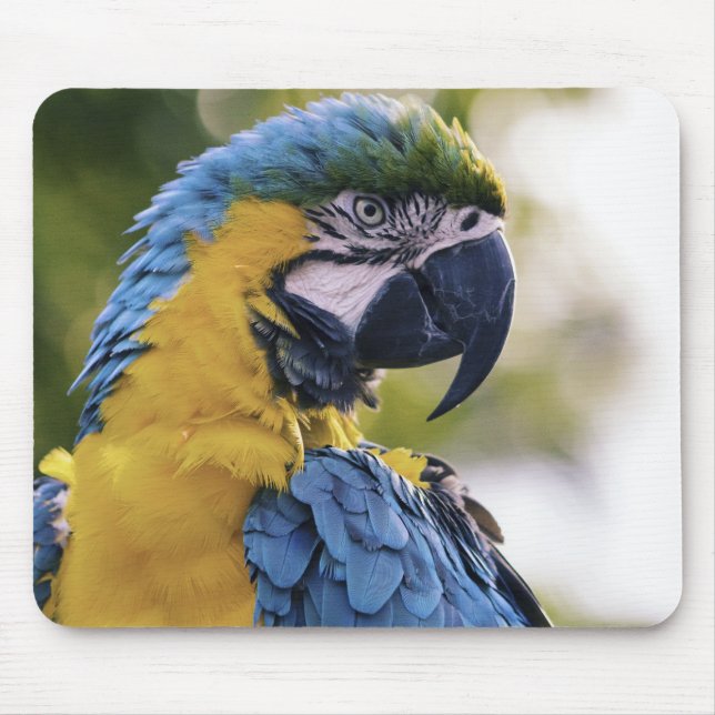 Macaw Parrot Profile Portrait Photograph Musmatta (Framsidan)