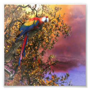 MACAW PARROT RAIN SKOGSUTPOST FOTOTRYCK