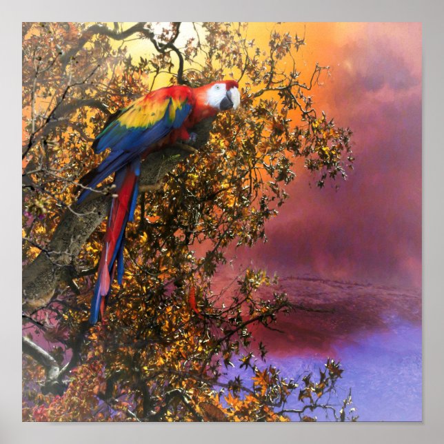 MACAW PARROT RAIN SKOGSUTPOST POSTER (Framsidan)