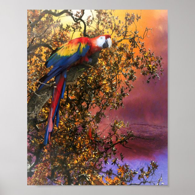 MACAW PARROT RAIN SKOGSUTPOST POSTER (Framsidan)