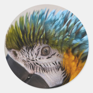 Macaw Parrot - Sticker Runt Klistermärke