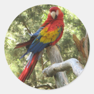 Macaw Parrot Sticker Runt Klistermärke