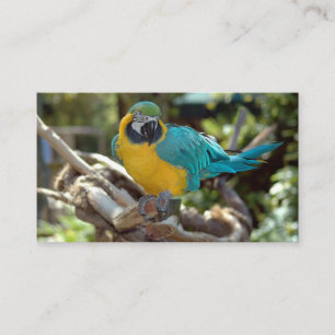 Macaw Parrot Visitkort